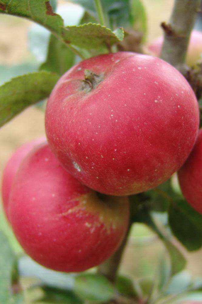 Pommier Astrakan Rouge - Arbres de plein vent - Premium