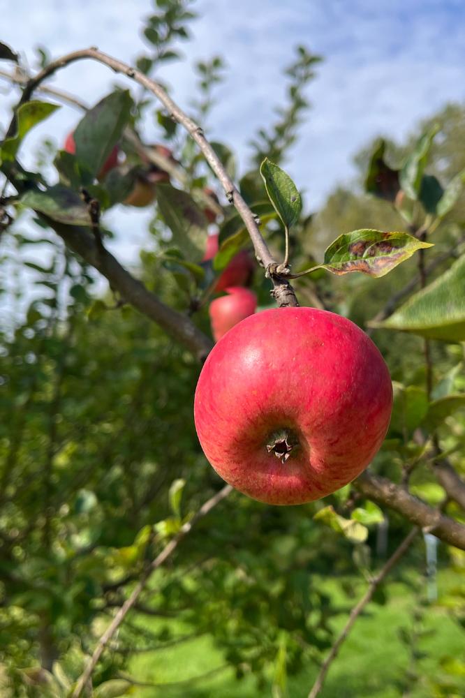 Pommier Avrolles - Arbres de plein vent - Premium