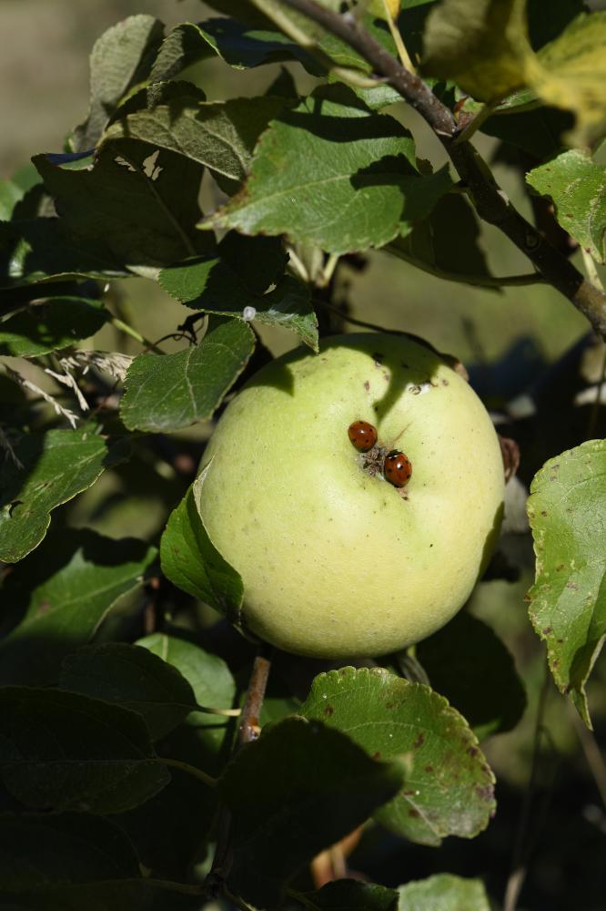 Pommier Belchard - Arbres de plein vent - Premium