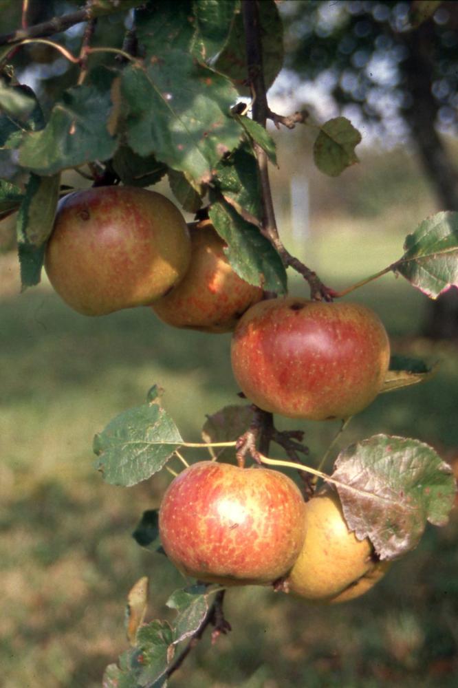 Pommier Belle de Boskoop - Arbres de plein vent - Premium