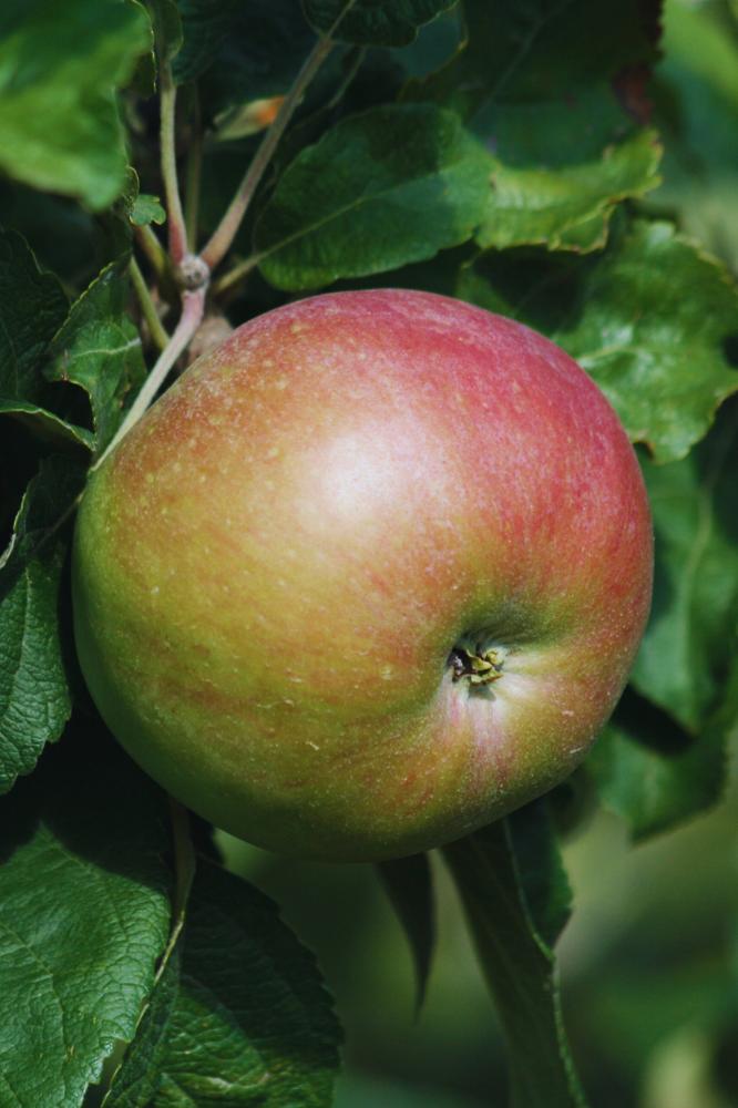 Pommier Belle de Pontoise - Arbres de plein vent - Premium