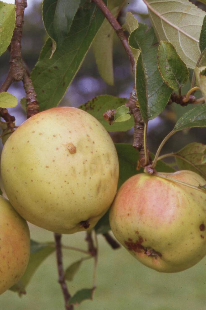 Pommier Belle Fleur Jaune - Arbres de plein vent - Premium