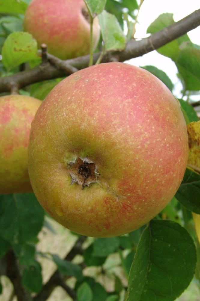 Pommier Bénédictin - Arbres de plein vent - Premium