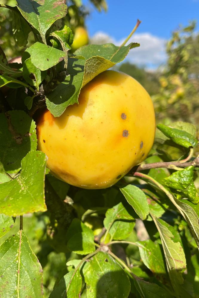 Pommier Calville d'Août - Arbres de plein vent - Premium