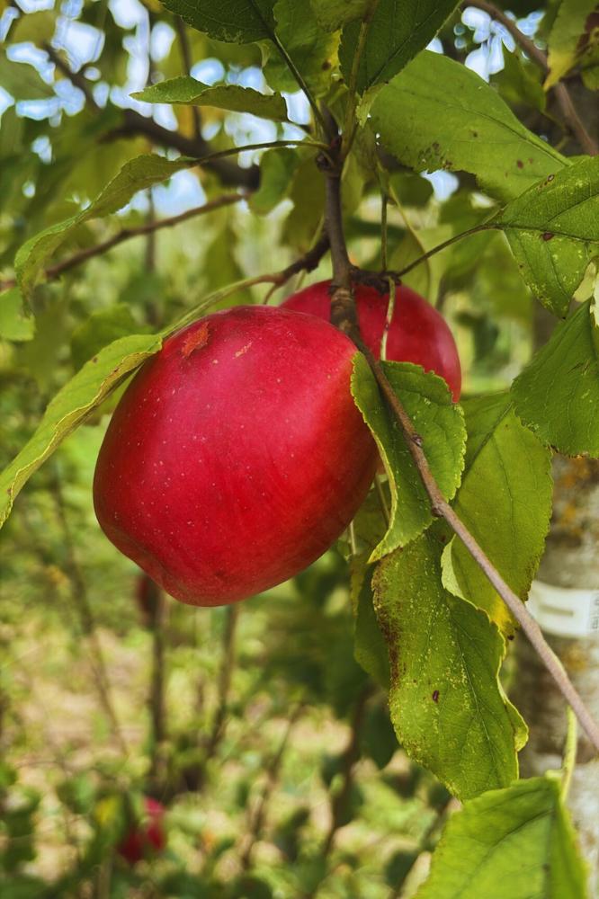 Pommier Colapuy - Arbres de plein vent - Premium