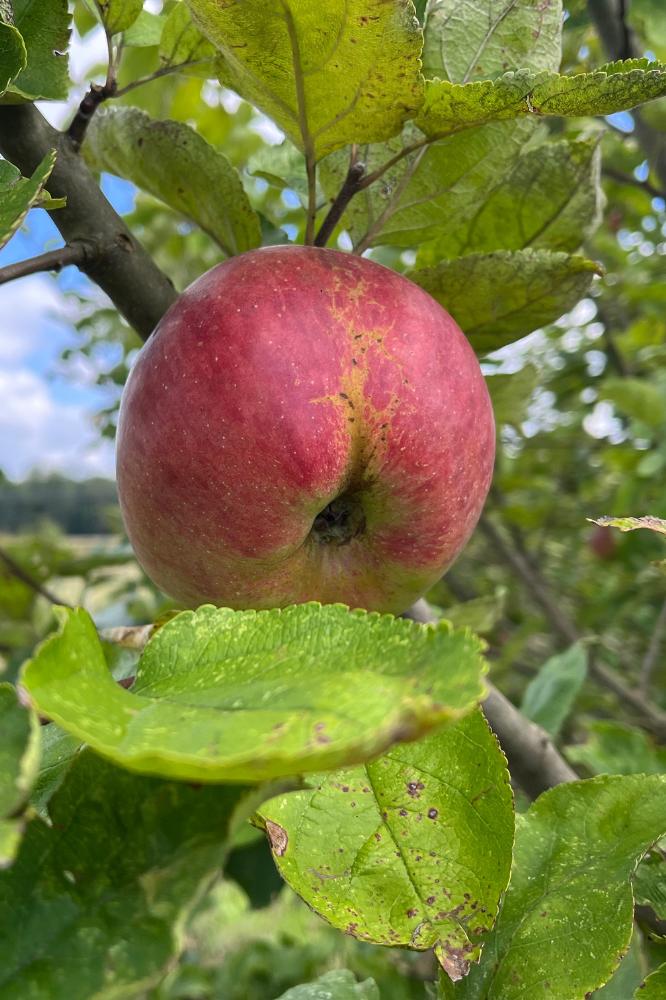 Pommier de Fer - Arbres de plein vent - Premium