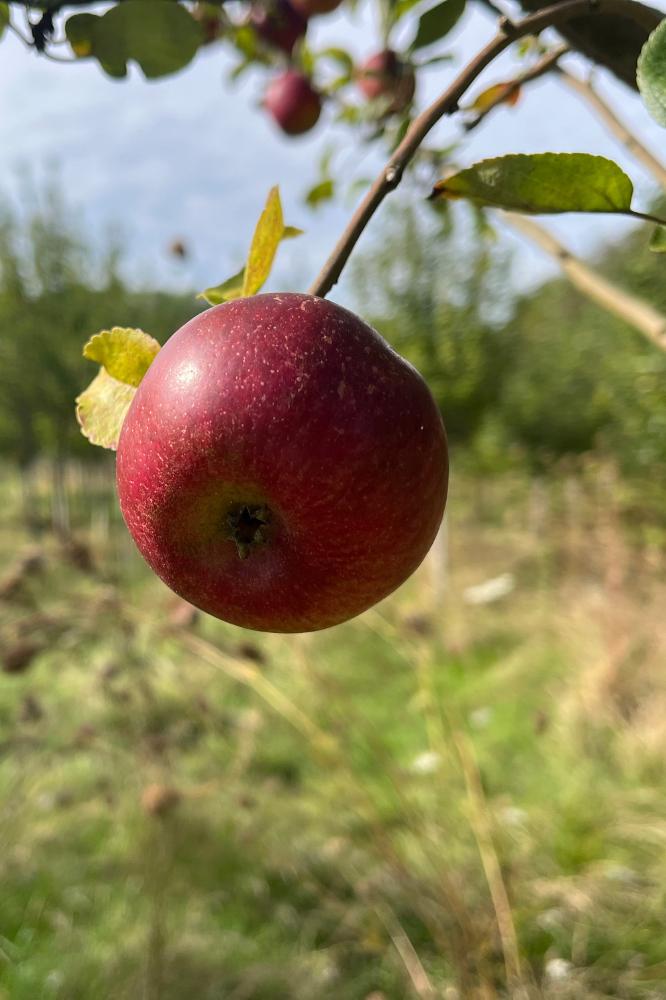 Pommier de Flandres - Arbres de plein vent - Premium