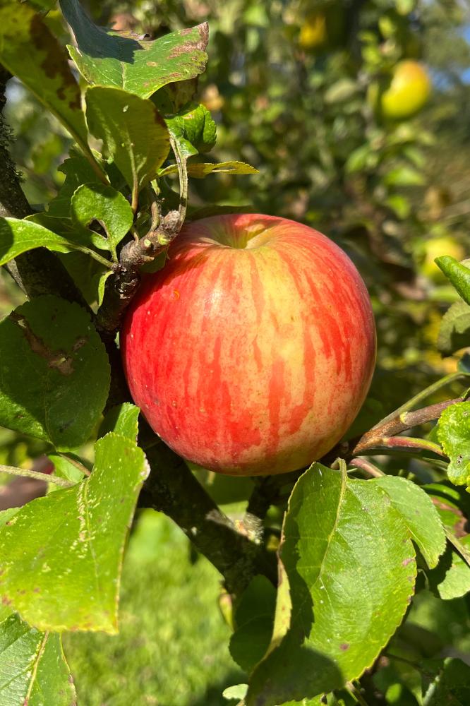 Pommier Grosse Saulette - Arbres de plein vent - Premium