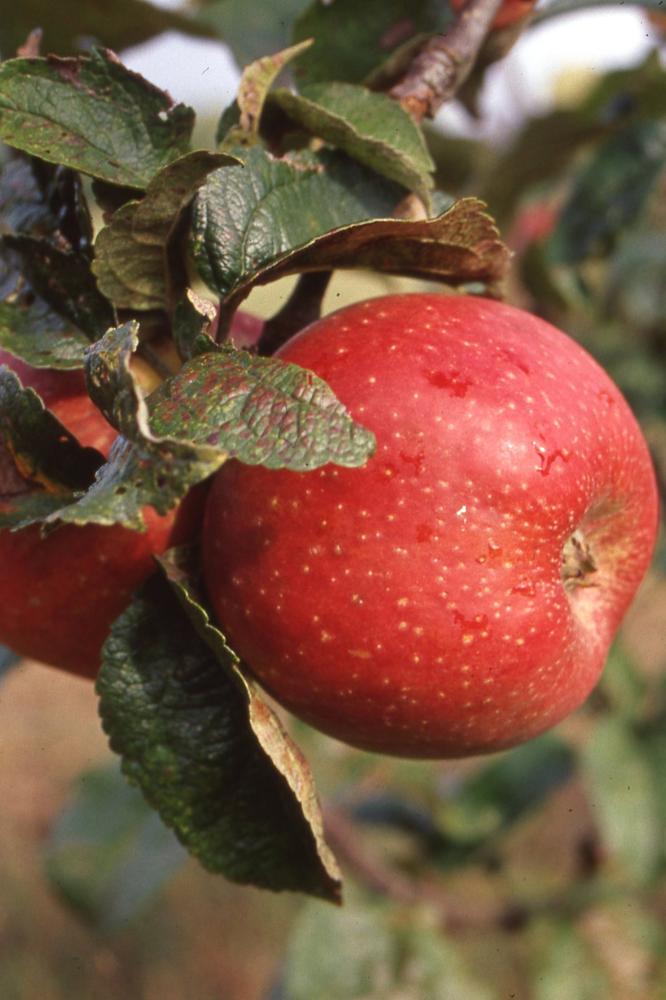 Pommier Henri Dumont - Arbres de plein vent - Premium