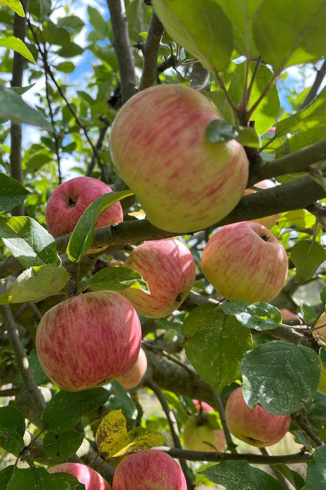 Pommier Jolibois - Arbres de plein vent - Premium