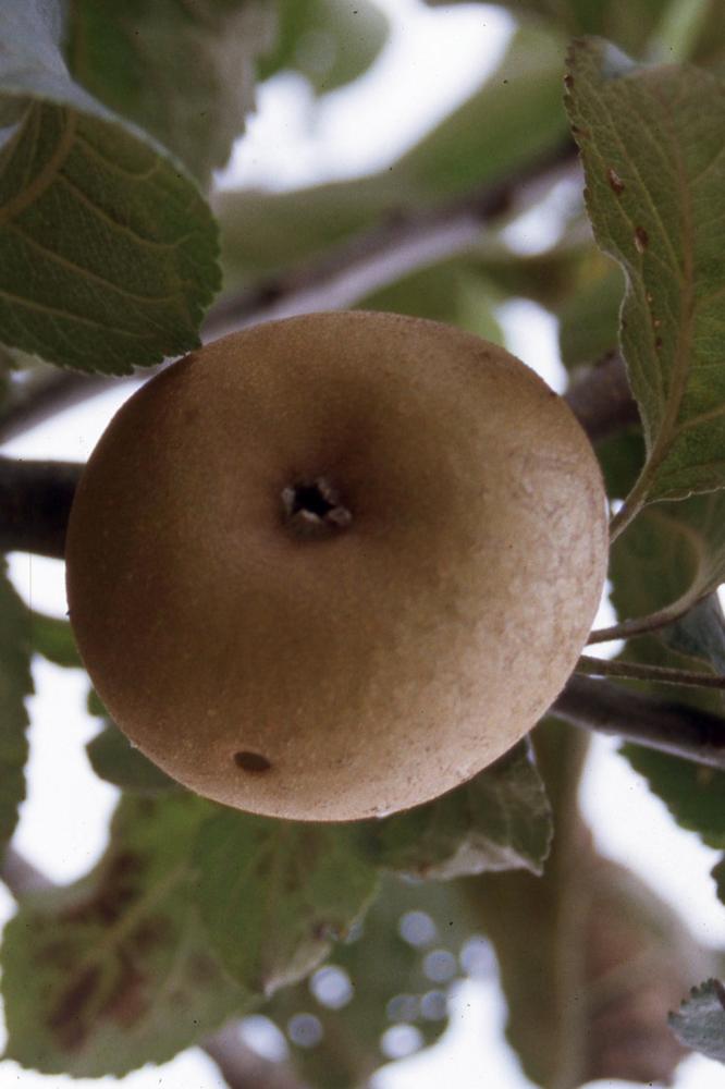 Pommier Patte de Loup - Arbres de plein vent - Premium