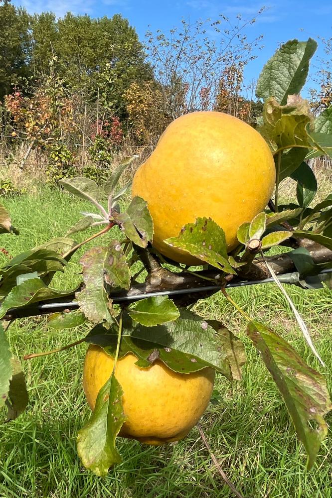 Pommier Pépin Gris de Parker - Arbres de plein vent - Premium