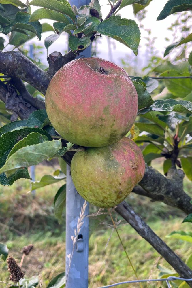 Pommier Rambour d'Été - Arbres de plein vent - Premium