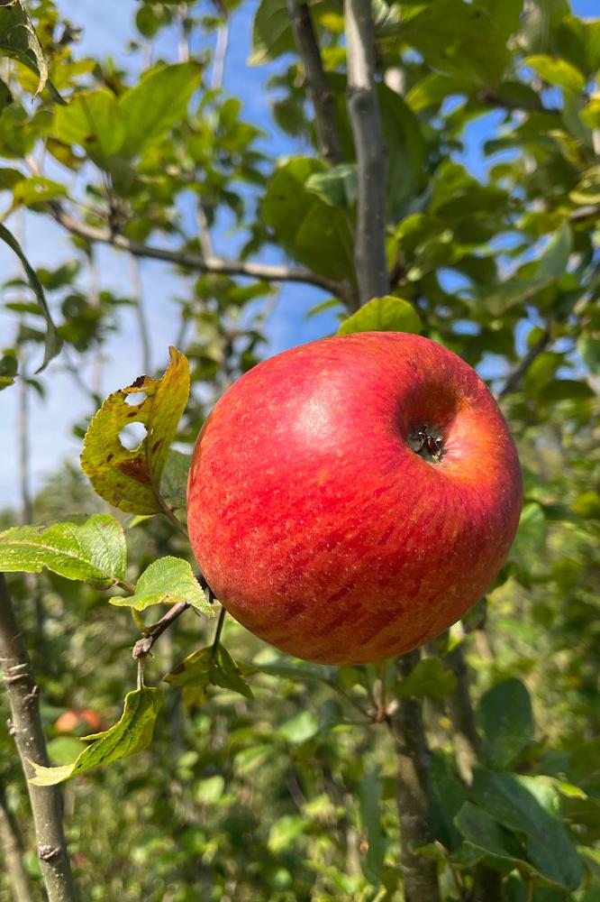 Pommier Reine des Reinettes - Arbres de plein vent - Premium