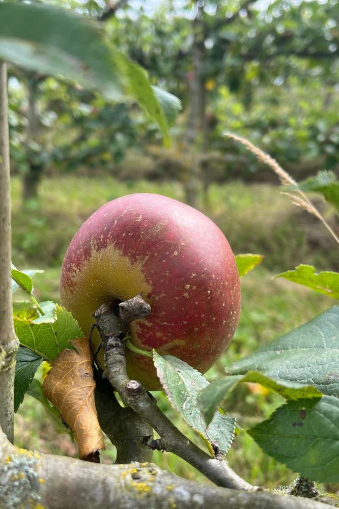 Pommier Reinette d'Orléans - Arbres de plein vent - Premium