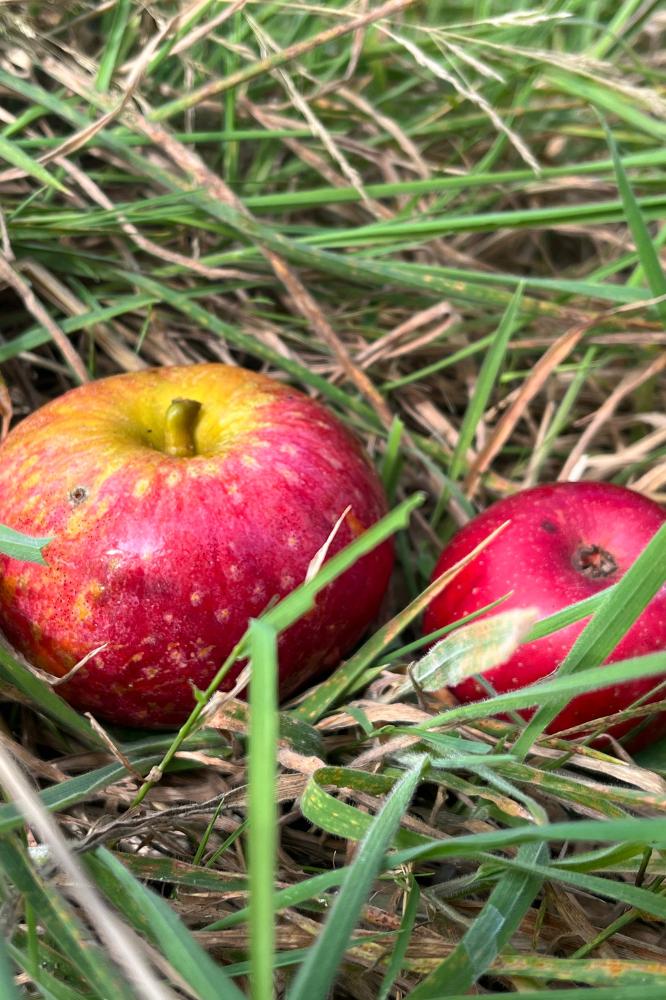 Pommier Reinette Étoilée - Arbres de plein vent - Premium