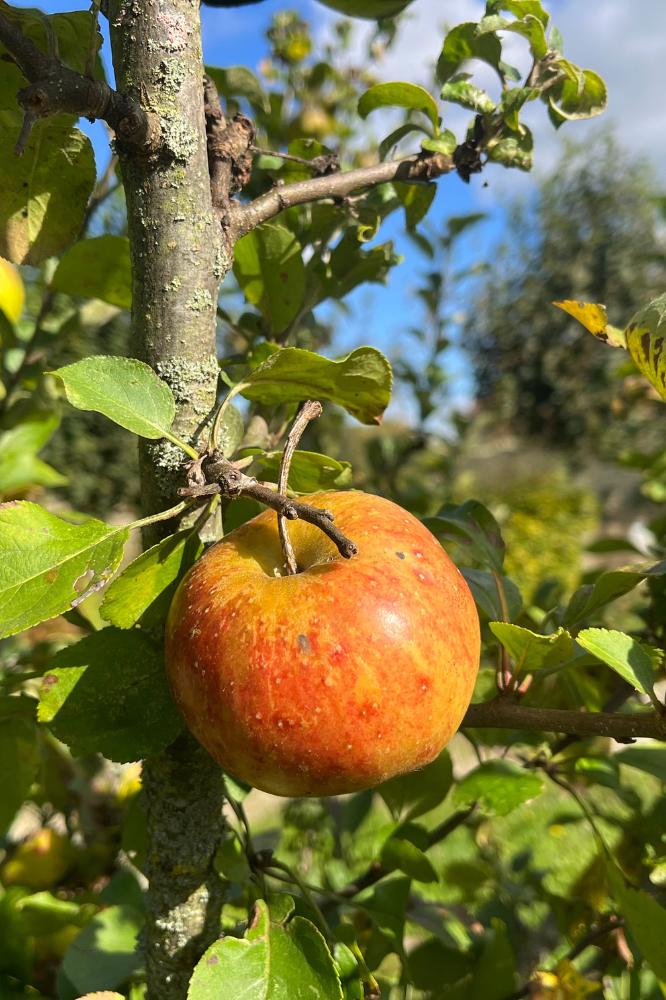 Pommier Rubinette - Arbres de plein vent - Premium