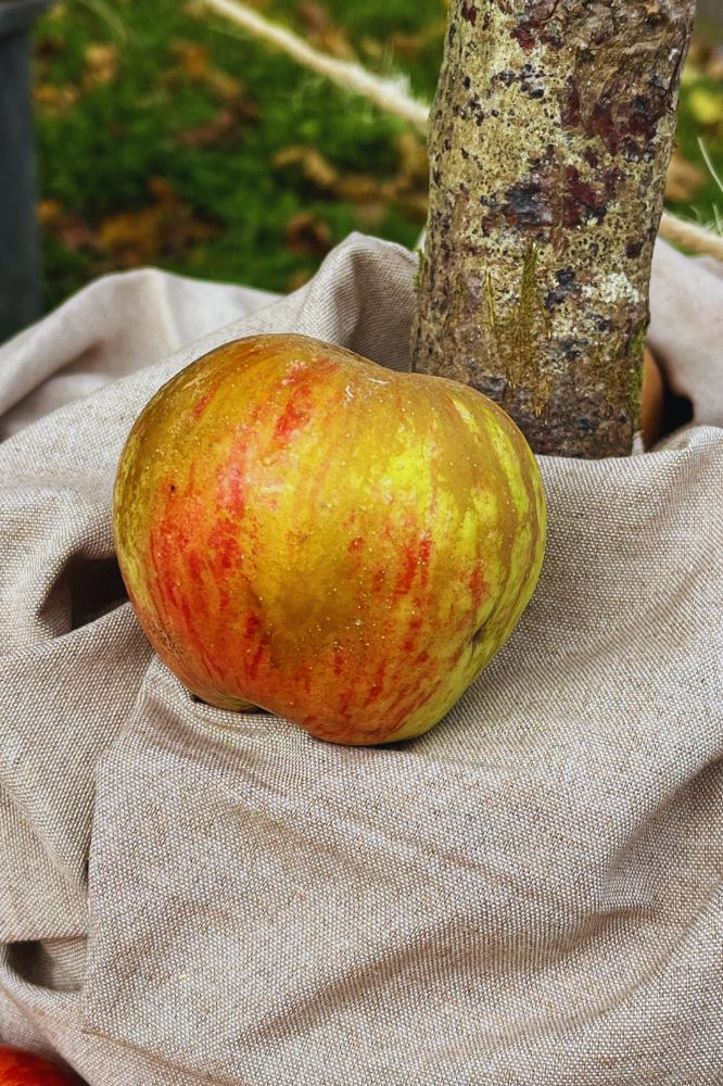 Pommier Sauvageon Barré - Arbres de plein vent - Premium