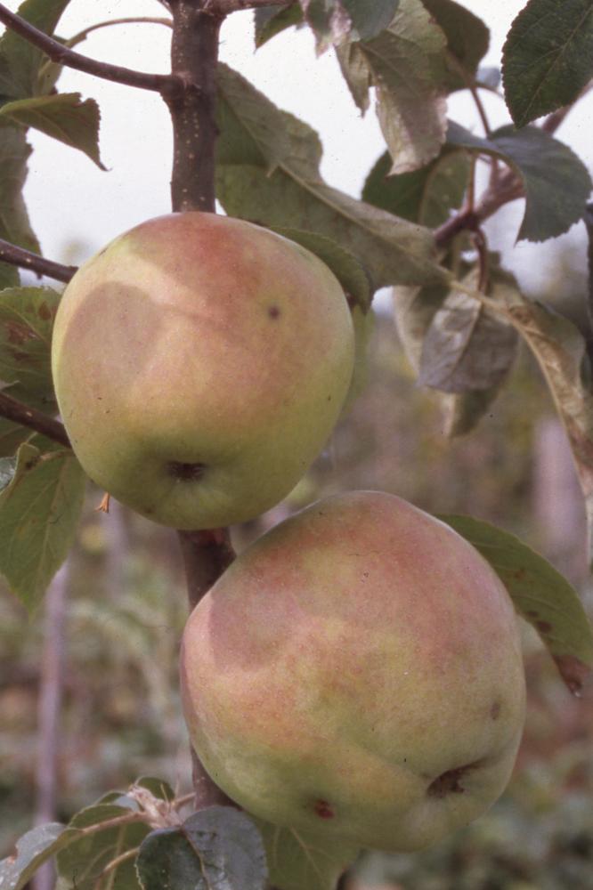 Pommier Teint Frais - Arbres de plein vent - Premium