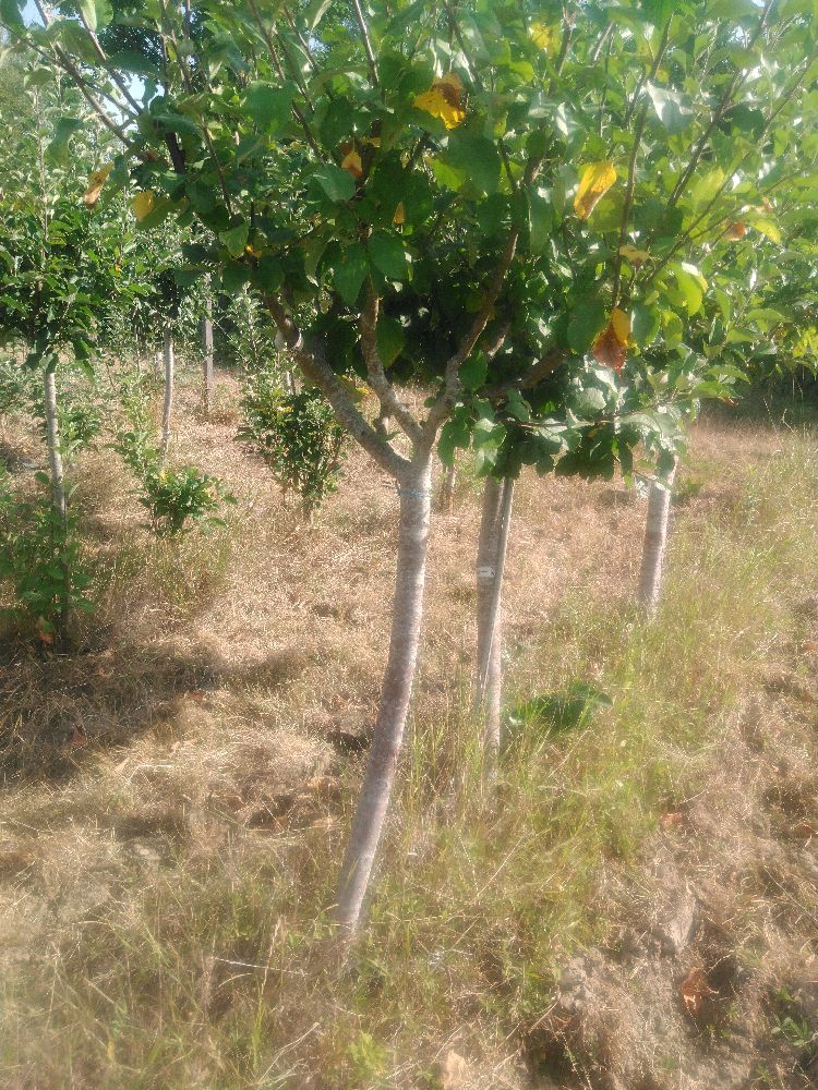 Pommier - Ananas Rouge - Tige Quart - Force 4 - Penché