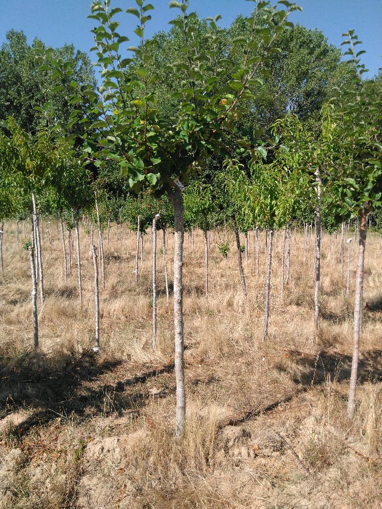 Pommier - Auberive - Tige Demi - Force 2 - 