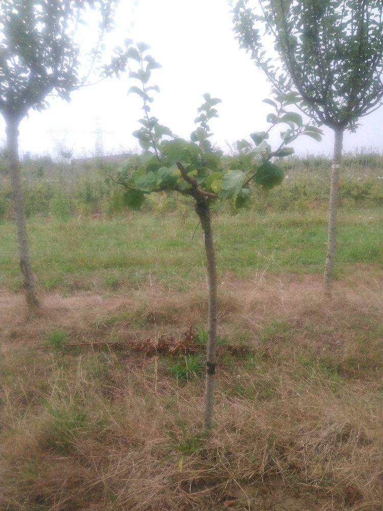 Pommier - Auberive - Tige Quart - Force 1 - Penché