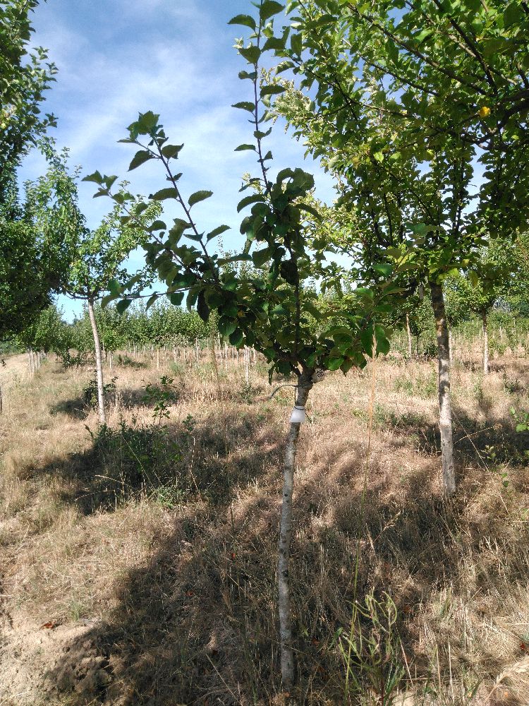 Pommier - Auberive - Tige Quart - Force 1 - Penché