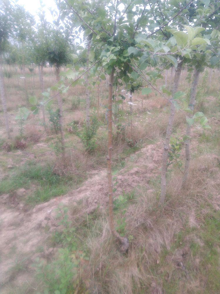 Pommier - Avrolles - Tige Demi - Force 1 - Autre
