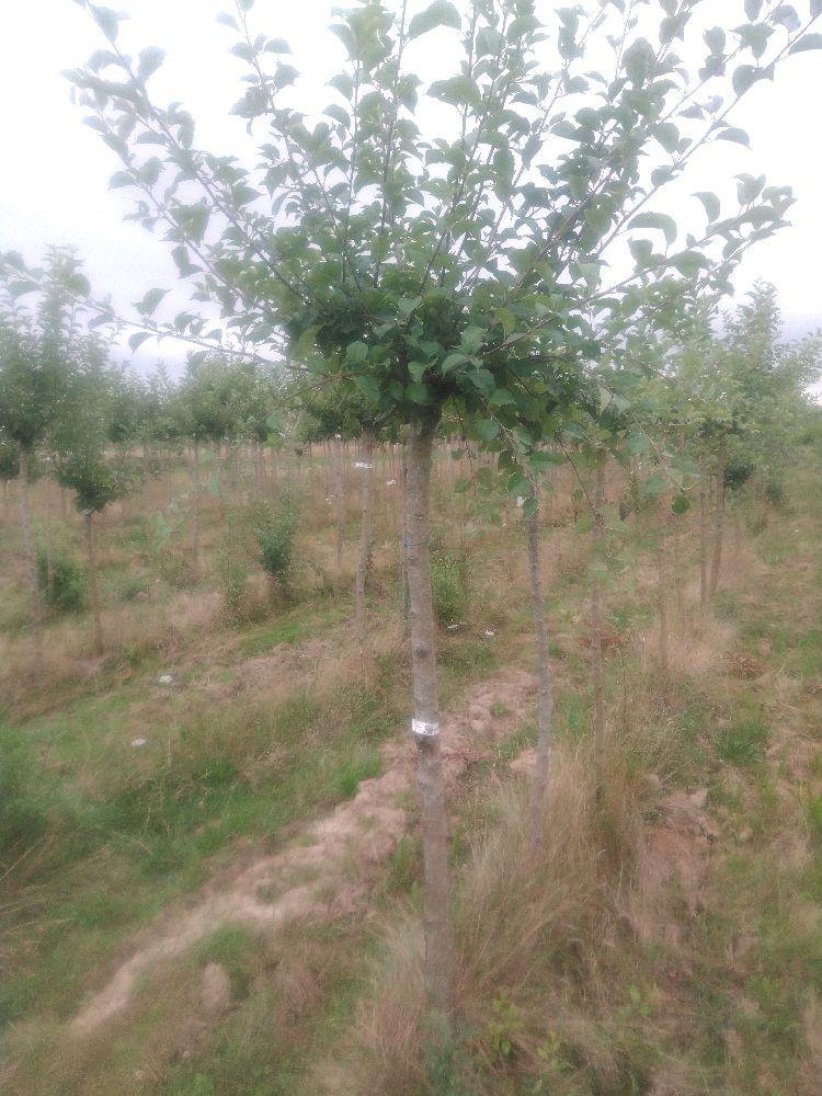 Pommier - Avrolles - Tige Demi - Force 2 - Cicatrice