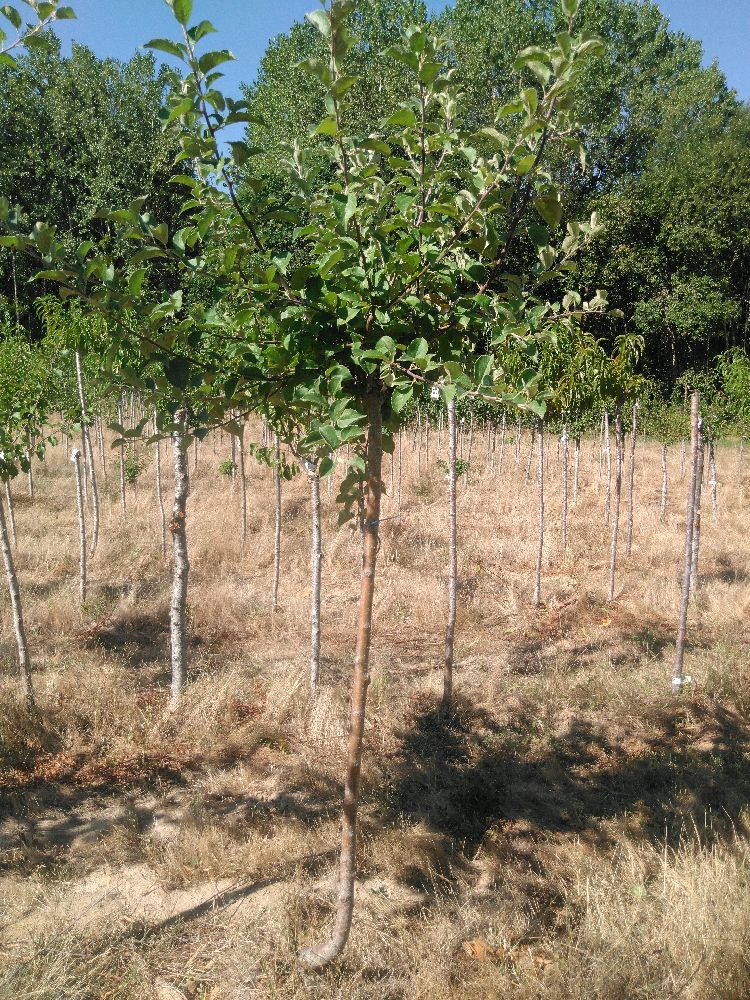 Pommier - Avrolles - Tige Demi - Force 1 - 