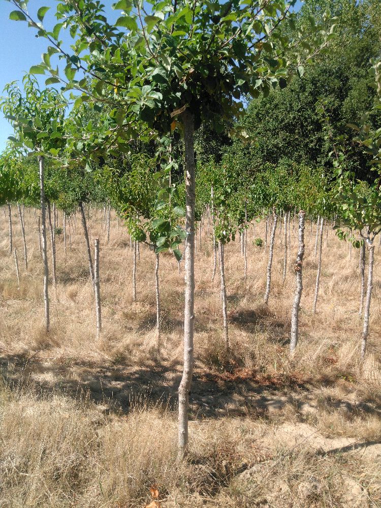 Pommier - Avrolles - Tige Haute - Force 2 - Autre