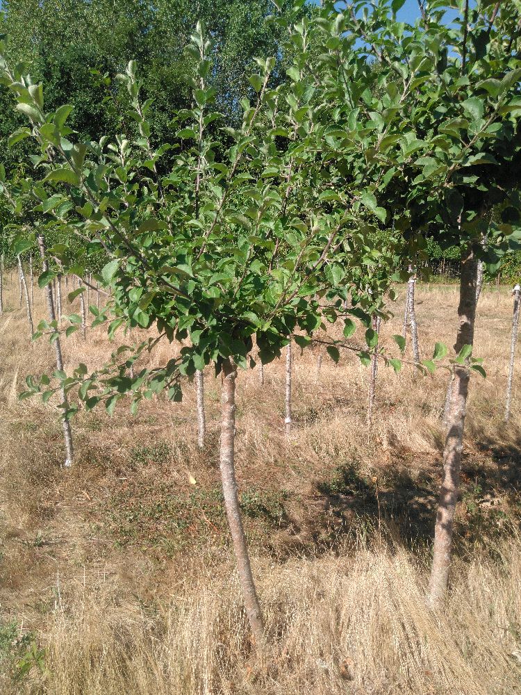 Pommier - Avrolles - Tige Quart - Force 1 - Penché