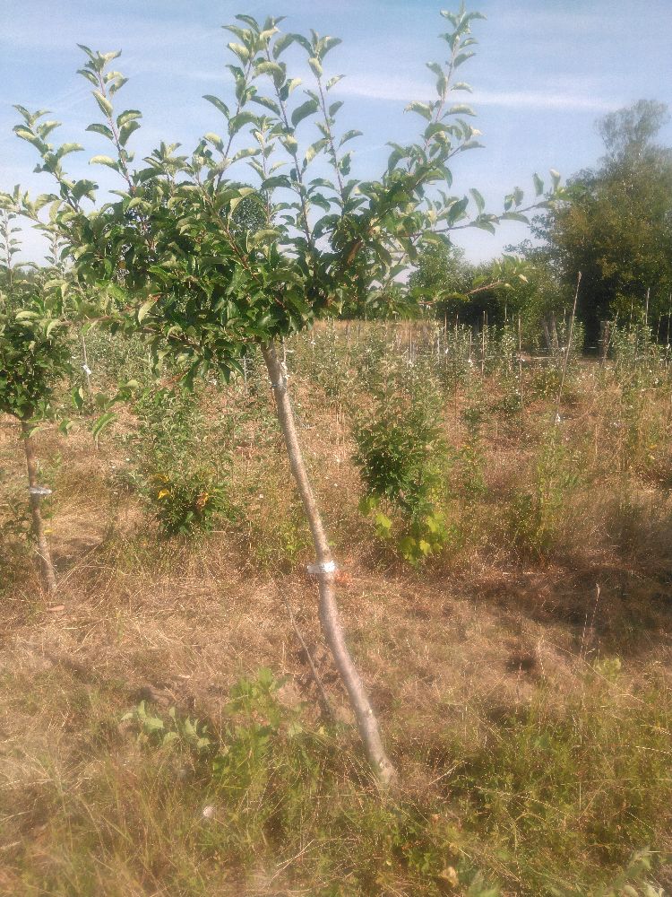 Pommier - Belchard - Tige Demi - Force 3 - Autre