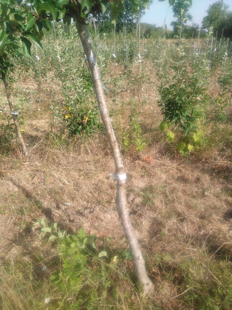 Pommier - Belchard - Tige Demi - Force 3 - Autre