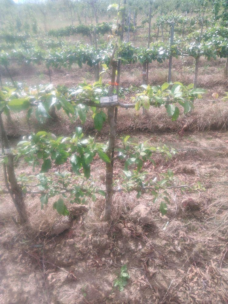 Pommier - Belle Fleur Jaune - Cordon 3 Etages - Force 3 - Autre