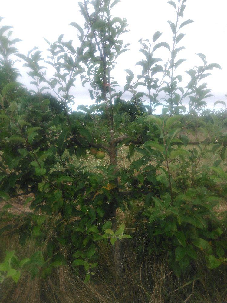 Pommier - Belle Fleur Jaune - Cordon 3 Etages - Force 3 - Autre