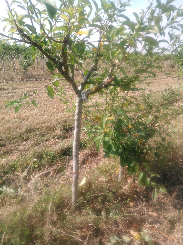 Pommier - Belle Fleur Jaune - Tige Quart - Force 4 - Tête déséquilibrée