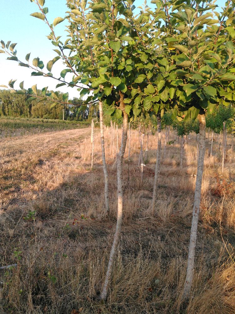 Pommier - Belle de Boskoop - Tige Demi - Force 1 - Penché