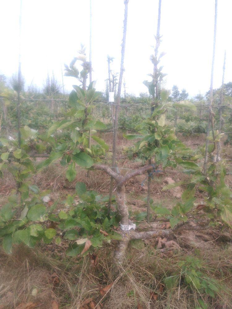 Pommier - Calville Blanc d'Hiver - Verrier 4 Bras - Force 2 - Autre