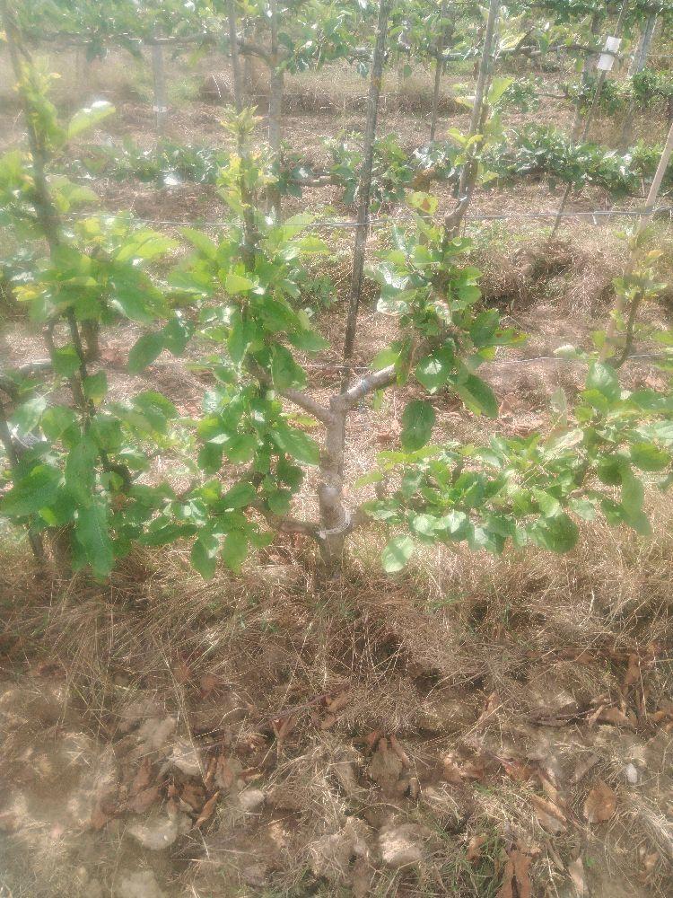 Pommier - Calville Blanc d'Hiver - Verrier 4 Bras - Force 1 - Autre
