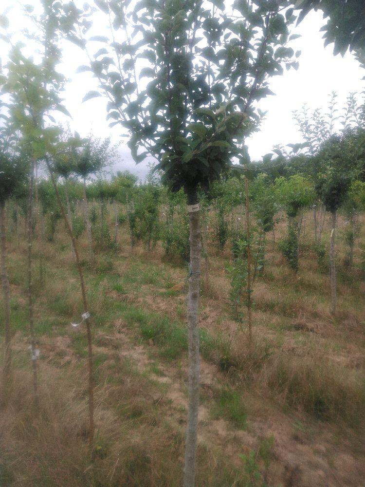 Pommier - Calville Dure - Tige Demi - Force 1 - Autre