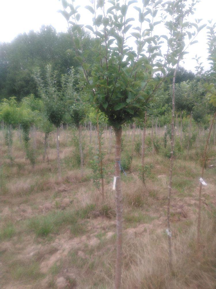 Pommier - Calville Dure - Tige Demi - Force 1 - Autre