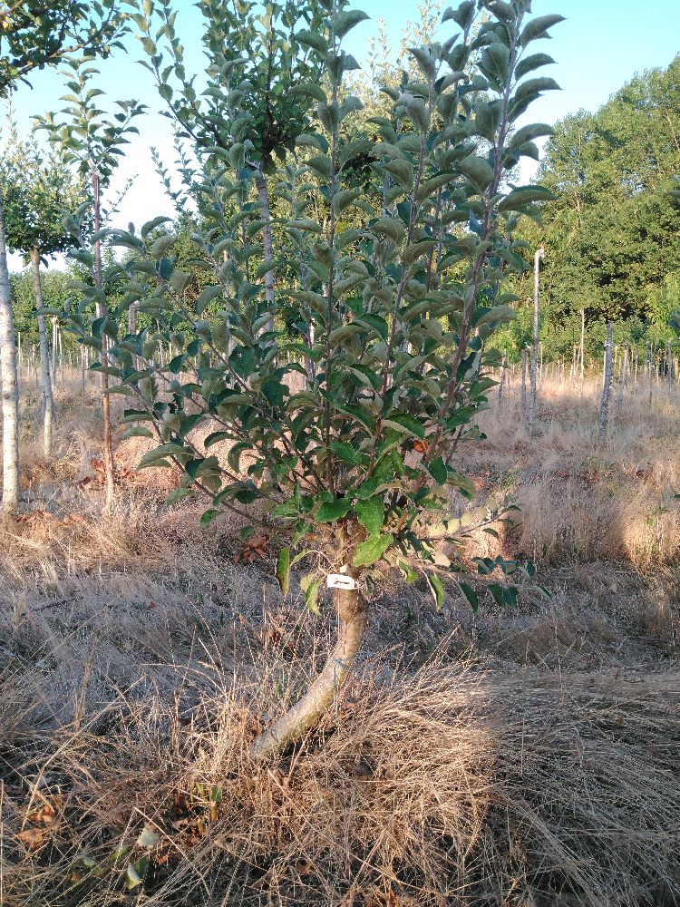 Pommier - Calville d'Août - Buisson - Force 1 - Penché
