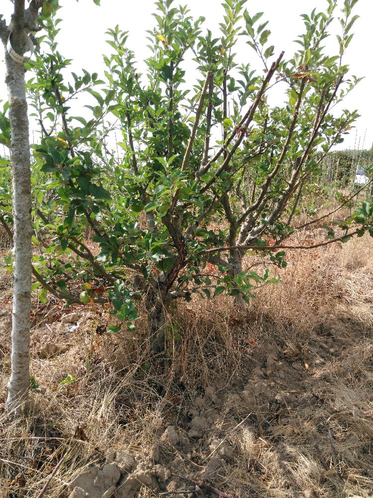 Pommier - Calville du Roi - Buisson - Force 3 - Cicatrice