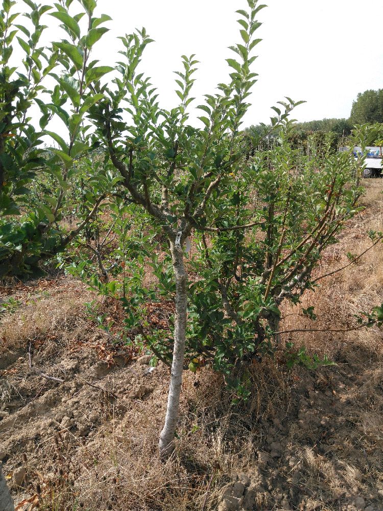Pommier - Calville du Roi - Tige Quart - Force 1 - Penché