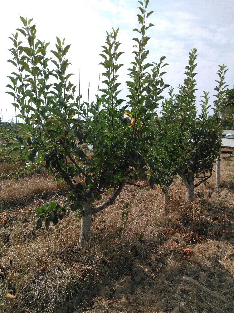 Pommier - Colapuy - Buisson - Force 3 - Tête déséquilibrée