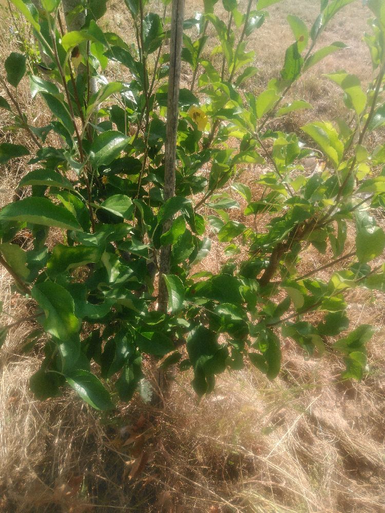 Pommier - Colapuy - Buisson - Force 3 - Tête déséquilibrée