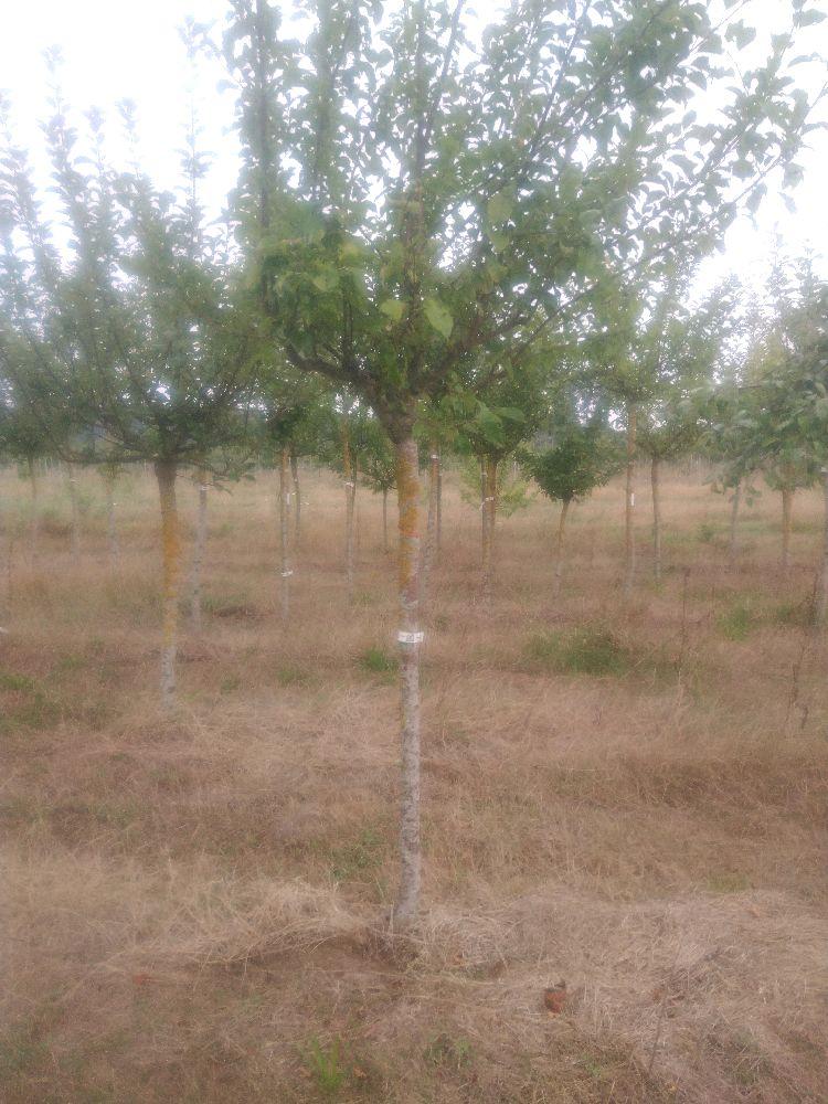 Pommier - Colapuy - Tige Demi - Force 3 - Cicatrice