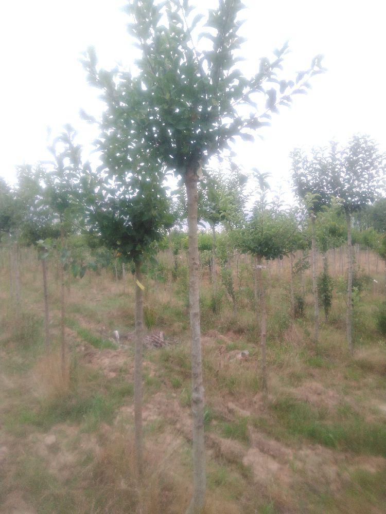 Pommier - Colapuy - Tige Haute - Force 2 - Autre