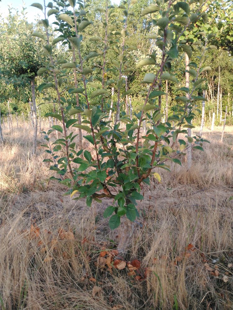 Pommier - Court Pendu Gris - Buisson - Force 1 - Penché